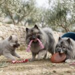 Keeshond Portrait
